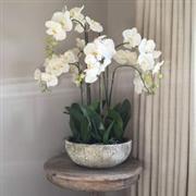 Show stopping Orchid Arrangement
