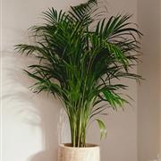 Tall Palm plant